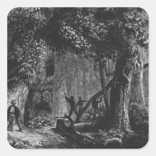 Forest Opening from 'Bresil, Columbie at Square Sticker