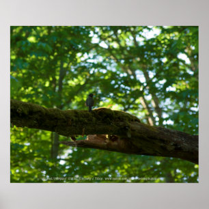 Forest Overpass Poster