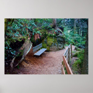 Forest Path Bench Print