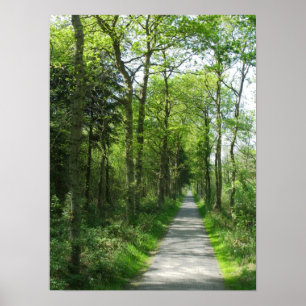 Forest Path in Partial Sunlight Photo Poster Art