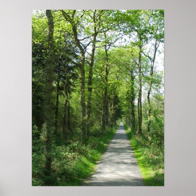 Forest Path in Partial Sunlight Photo Poster Art (Front)