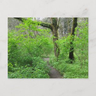 Forest Path Postcard