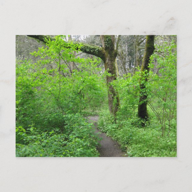 Forest Path Postcard (Front)