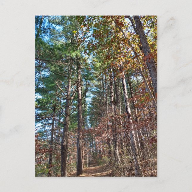 Forest path postcard (Front)