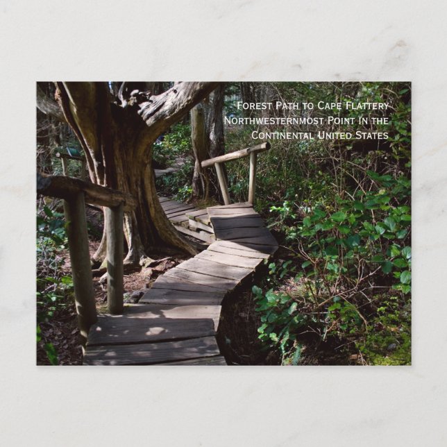 Forest Path to Cape Flattery Postcard (Front)
