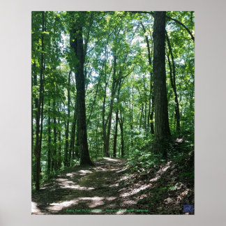 Forest Photo Poster