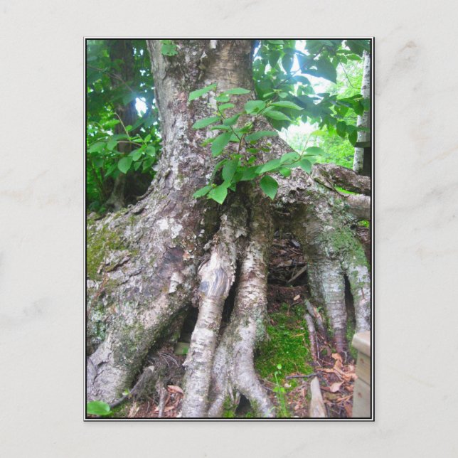 Forest Postcard (Front)