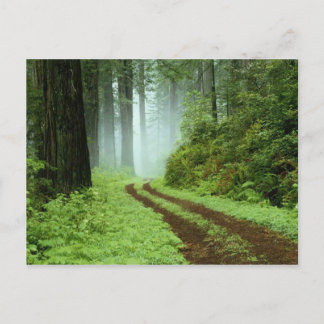 Forest Postcard