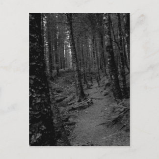 Forest Postcard