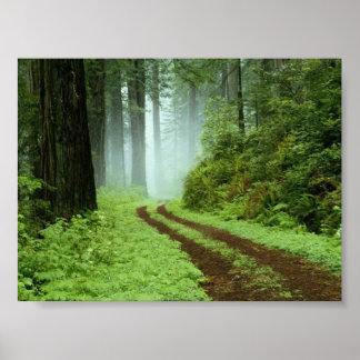 Forest Poster