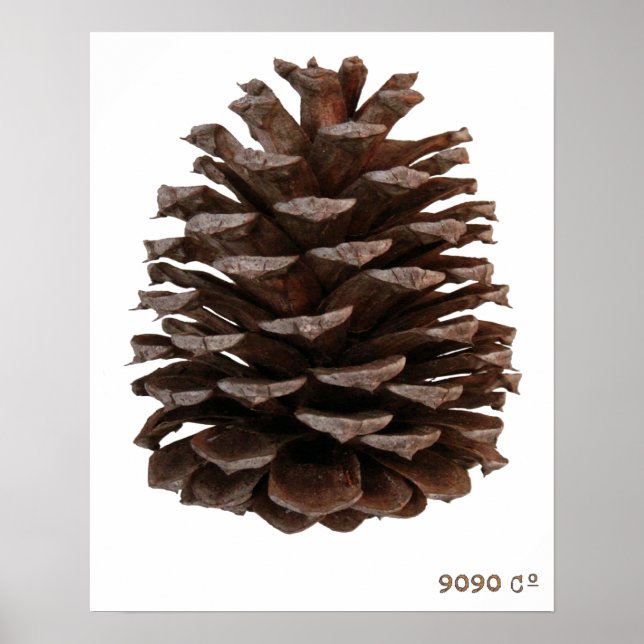 Forest Poster (Front)