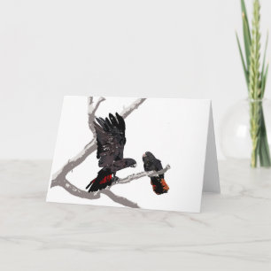 Forest Red-tailed Black Cockatoo Card