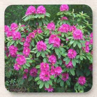 Forest Rhododendron Coaster