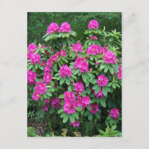 Forest Rhododendron Postcard
