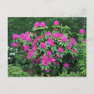 Forest Rhododendron Postcard
