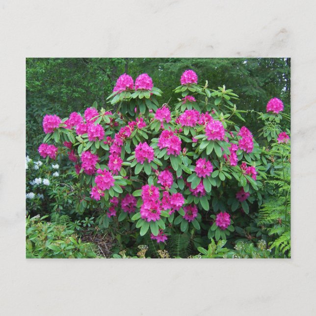 Forest Rhododendron Postcard (Front)