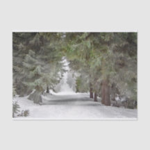 Forest Road Snow Pine Trees Photo