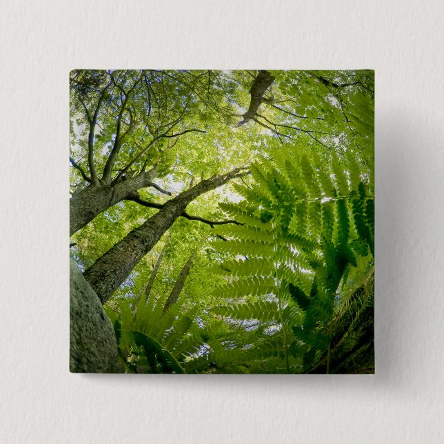 Forest scene in Acadia National Park, Maine. 15 Cm Square Badge (Front)