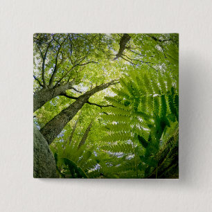 Forest scene in Acadia National Park, Maine. 15 Cm Square Badge