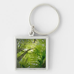 Forest scene in Acadia National Park, Maine. Key Ring