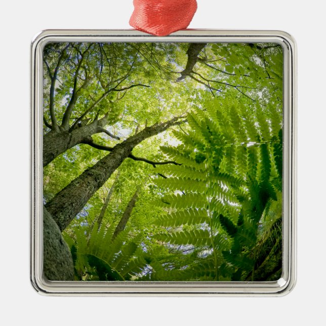 Forest scene in Acadia National Park, Maine. Metal Ornament (Front)