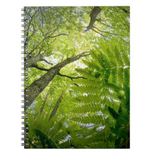 Forest scene in Acadia National Park, Maine. Notebook