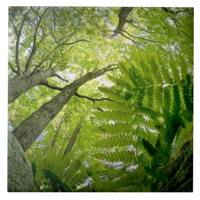 Forest scene in Acadia National Park, Maine. Tile (Front)