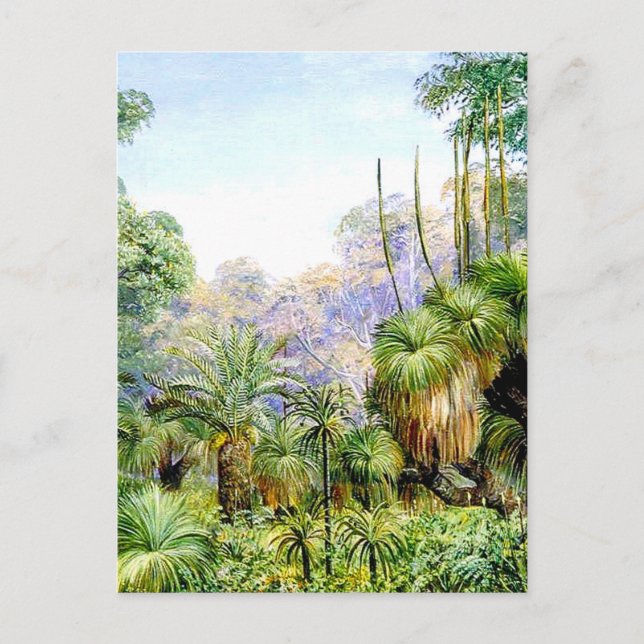 Forest Scene in West Australia, Postcard (Front)