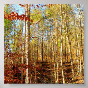 FOREST SCENE POSTER