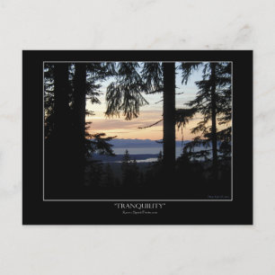 Forest scenery Postcards