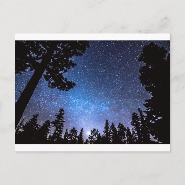 Forest Star Gazing An Astronomy Delight Postcard (Front)