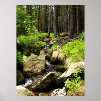 forest stream poster