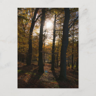 Forest sun postcard