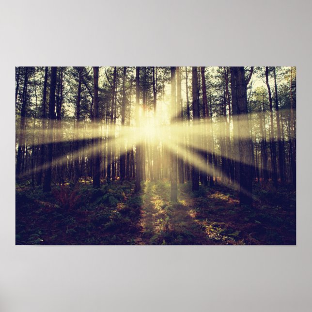 Forest Sunbeams Poster (Front)