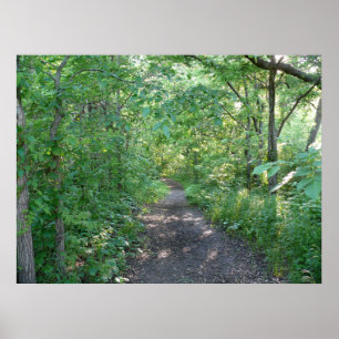 Forest Sunlight Poster