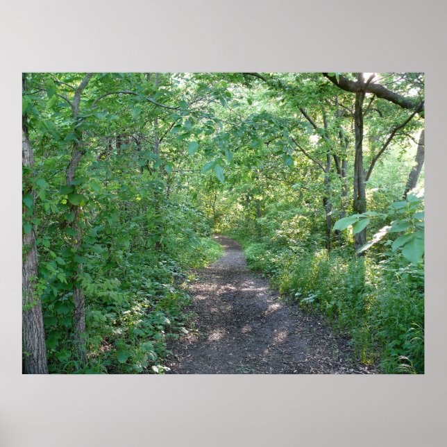 Forest Sunlight Poster (Front)