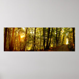 Forest Sunrise Poster