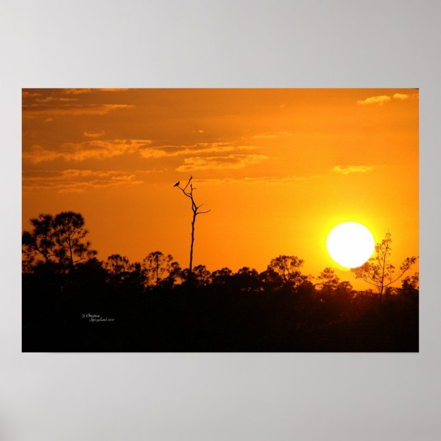 Forest sunset Poster (Front)