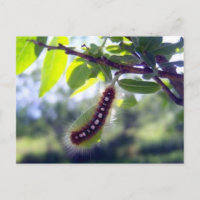 Forest Tent Caterpillar 1 Postcard
