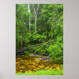 Forest, The Knysna-Amatole Montane Forests Poster