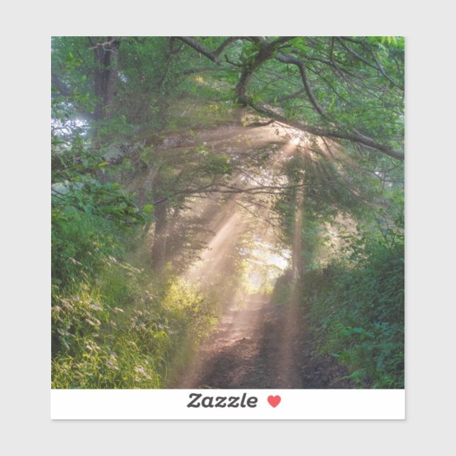 Forest trail (Sheet)