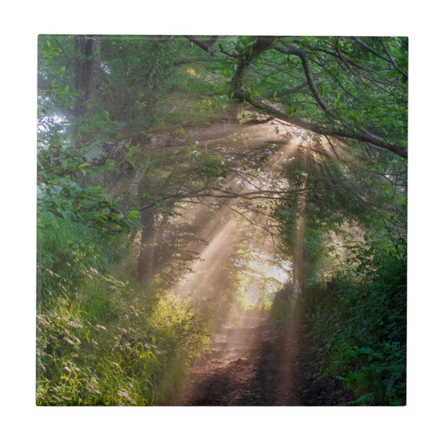 Forest trail ceramic tile (Front)