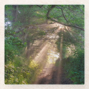 Forest trail glass coaster