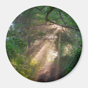 Forest trail magnet