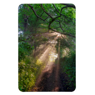 Forest trail magnet