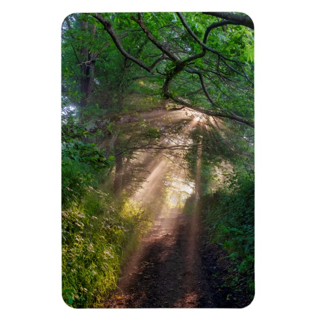 Forest trail magnet (Vertical)
