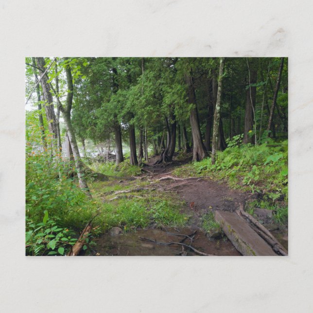 Forest Trail Through Jay Cooke Park Postcard (Front)