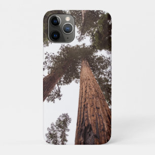 forest, tree iPhone 11 pro case