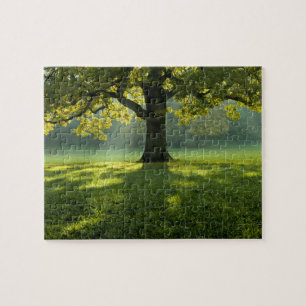 Forest Tree Landscape Nature Wilderness Jigsaw Puzzle