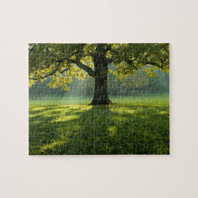 Forest Tree Landscape Nature Wilderness  Jigsaw Puzzle (Horizontal)